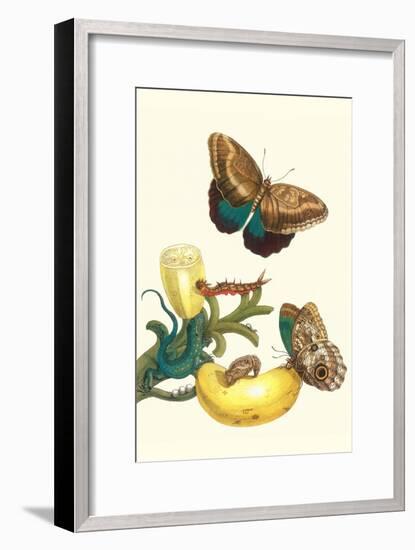 Banana Plant with Teucer Giant Owl Butterfly and a Rainbow Whiptail Lizard-Maria Sibylla Merian-Framed Art Print