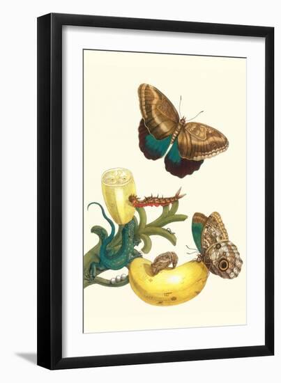 Banana Plant with Teucer Giant Owl Butterfly and a Rainbow Whiptail Lizard-Maria Sibylla Merian-Framed Art Print