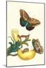 Banana Plant with Teucer Giant Owl Butterfly and a Rainbow Whiptail Lizard-Maria Sibylla Merian-Mounted Art Print