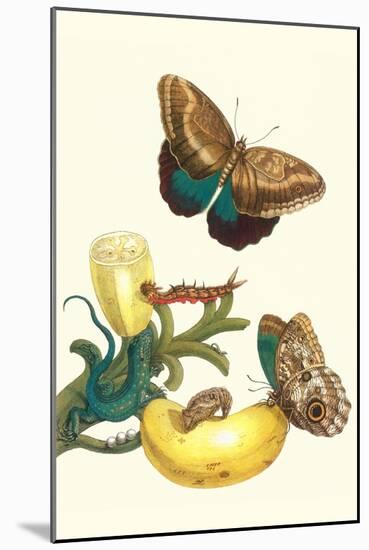Banana Plant with Teucer Giant Owl Butterfly and a Rainbow Whiptail Lizard-Maria Sibylla Merian-Mounted Art Print