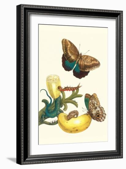 Banana Plant with Teucer Giant Owl Butterfly and a Rainbow Whiptail Lizard-Maria Sibylla Merian-Framed Art Print