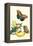 Banana Plant with Teucer Giant Owl Butterfly and a Rainbow Whiptail Lizard-Maria Sibylla Merian-Framed Stretched Canvas