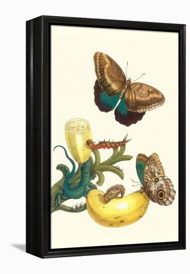 Banana Plant with Teucer Giant Owl Butterfly and a Rainbow Whiptail Lizard-Maria Sibylla Merian-Framed Stretched Canvas