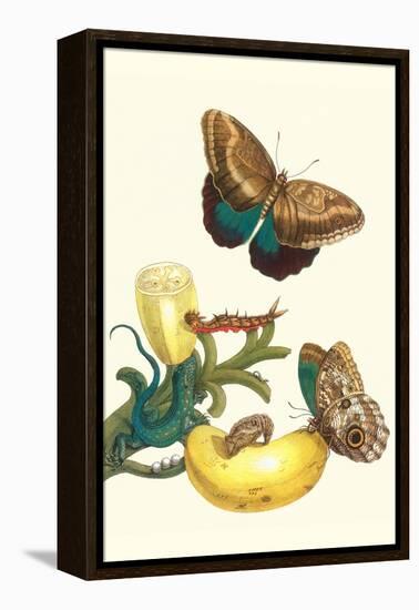 Banana Plant with Teucer Giant Owl Butterfly and a Rainbow Whiptail Lizard-Maria Sibylla Merian-Framed Stretched Canvas