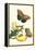 Banana Plant with Teucer Giant Owl Butterfly and a Rainbow Whiptail Lizard-Maria Sibylla Merian-Framed Stretched Canvas