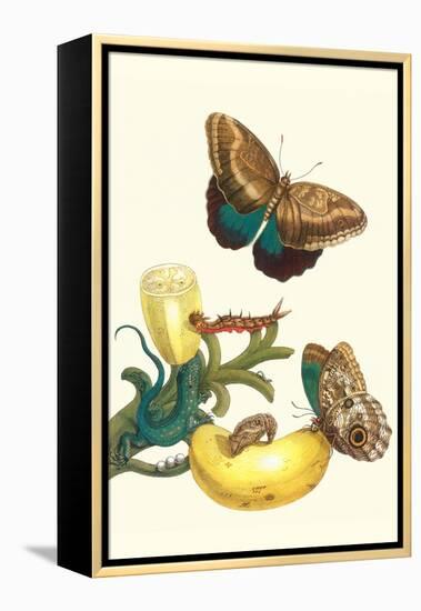 Banana Plant with Teucer Giant Owl Butterfly and a Rainbow Whiptail Lizard-Maria Sibylla Merian-Framed Stretched Canvas