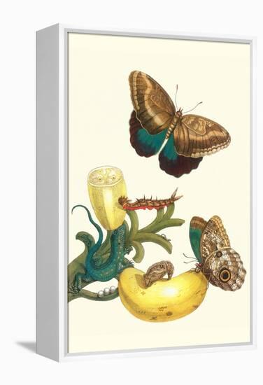 Banana Plant with Teucer Giant Owl Butterfly and a Rainbow Whiptail Lizard-Maria Sibylla Merian-Framed Stretched Canvas