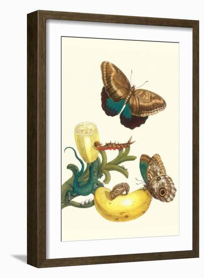 Banana Plant with Teucer Giant Owl Butterfly and a Rainbow Whiptail Lizard-Maria Sibylla Merian-Framed Premium Giclee Print