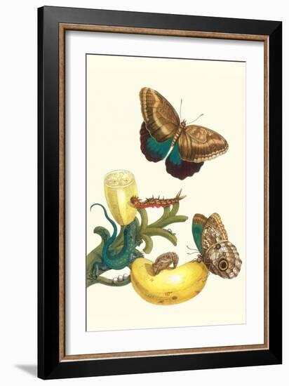 Banana Plant with Teucer Giant Owl Butterfly and a Rainbow Whiptail Lizard-Maria Sibylla Merian-Framed Premium Giclee Print