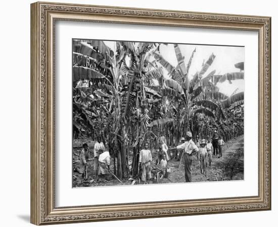 Banana Plantation, Jamaica, C1905-Adolphe & Son Duperly-Framed Giclee Print