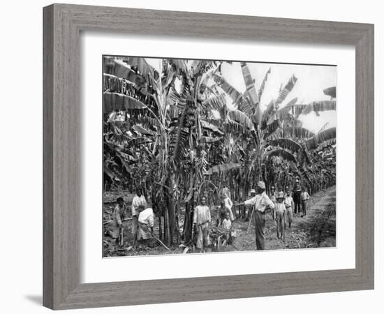 Banana Plantation, Jamaica, C1905-Adolphe & Son Duperly-Framed Giclee Print