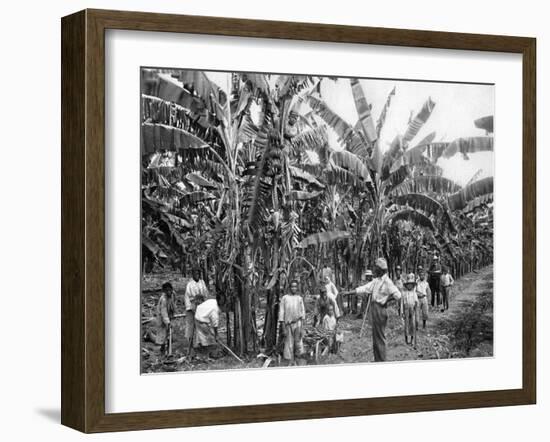 Banana Plantation, Jamaica, C1905-Adolphe & Son Duperly-Framed Giclee Print