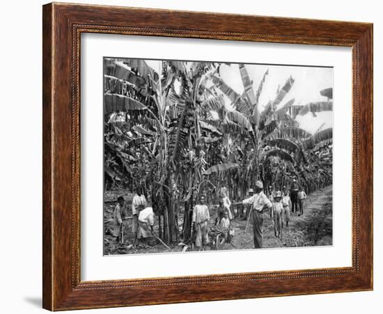 Banana Plantation, Jamaica, C1905-Adolphe & Son Duperly-Framed Giclee Print