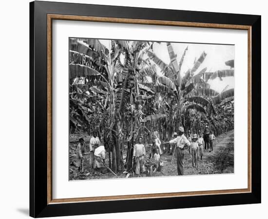 Banana Plantation, Jamaica, C1905-Adolphe & Son Duperly-Framed Giclee Print