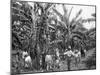 Banana Plantation, Jamaica, C1905-Adolphe & Son Duperly-Mounted Giclee Print