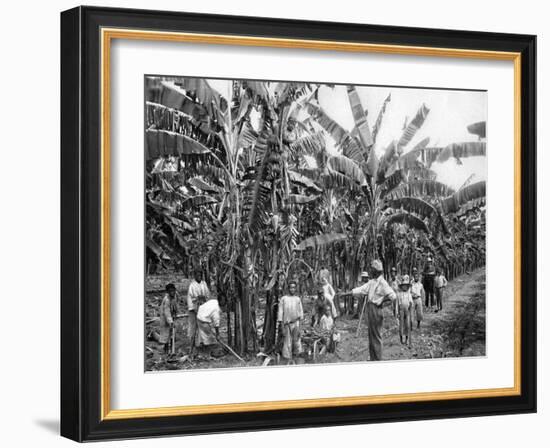 Banana Plantation, Jamaica, C1905-Adolphe & Son Duperly-Framed Giclee Print