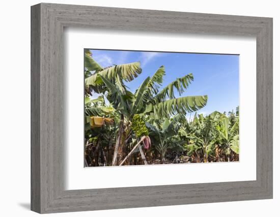 Banana Plantation Near San AndrŽs, La Palma, Canary Islands, Spain, Europe-Gerhard Wild-Framed Photographic Print