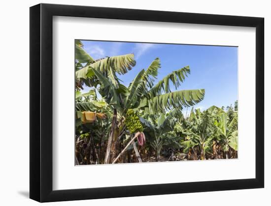 Banana Plantation Near San AndrŽs, La Palma, Canary Islands, Spain, Europe-Gerhard Wild-Framed Photographic Print