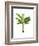 Banana Tree 1-Fab Funky-Framed Art Print