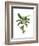 Banana Tree 2-Fab Funky-Framed Art Print