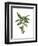 Banana Tree 2-Fab Funky-Framed Art Print