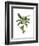 Banana Tree 2-Fab Funky-Framed Art Print