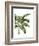 Banana Tree 3, Green-Fab Funky-Framed Art Print