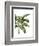 Banana Tree 3, Green-Fab Funky-Framed Art Print