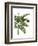 Banana Tree 3, Green-Fab Funky-Framed Art Print