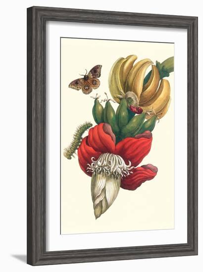 Banana Tree and Moths-Maria Sibylla Merian-Framed Art Print