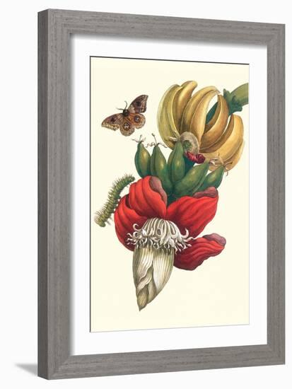 Banana Tree and Moths-Maria Sibylla Merian-Framed Art Print