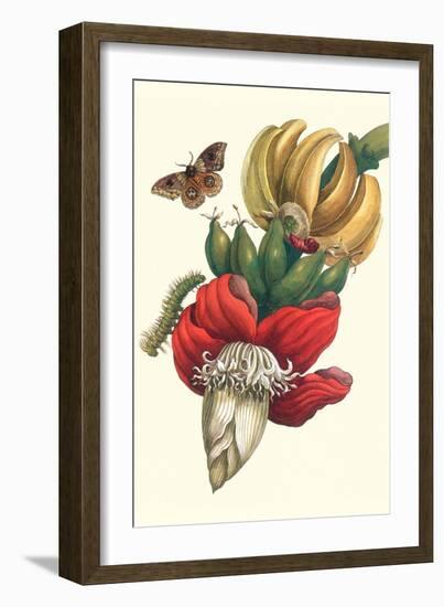 Banana Tree and Moths-Maria Sibylla Merian-Framed Art Print