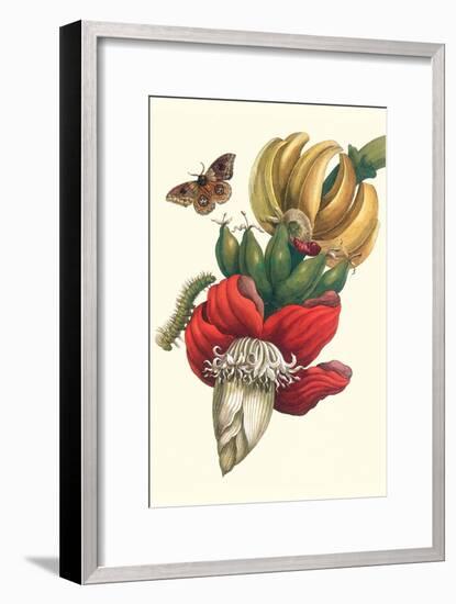 Banana Tree and Moths-Maria Sibylla Merian-Framed Art Print