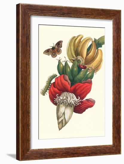 Banana Tree and Moths-Maria Sibylla Merian-Framed Art Print