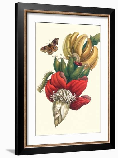 Banana Tree and Moths-Maria Sibylla Merian-Framed Art Print