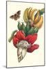 Banana Tree and Moths-Maria Sibylla Merian-Mounted Art Print