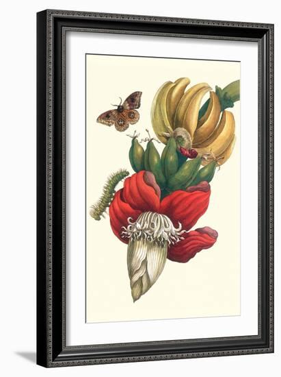 Banana Tree and Moths-Maria Sibylla Merian-Framed Art Print