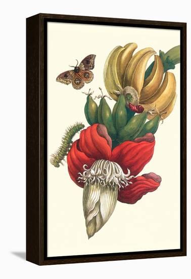 Banana Tree and Moths-Maria Sibylla Merian-Framed Stretched Canvas