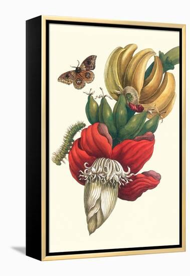 Banana Tree and Moths-Maria Sibylla Merian-Framed Stretched Canvas