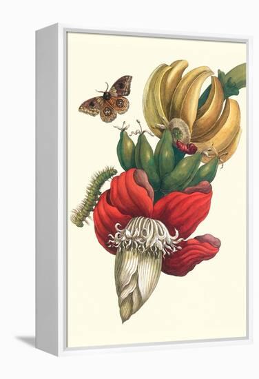 Banana Tree and Moths-Maria Sibylla Merian-Framed Stretched Canvas