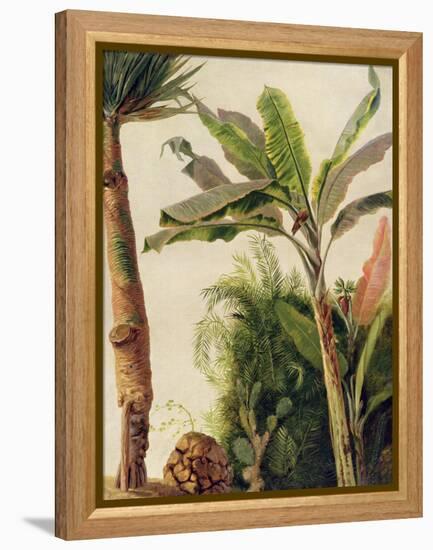 Banana Tree, C.1865-Frederic Edwin Church-Framed Premier Image Canvas