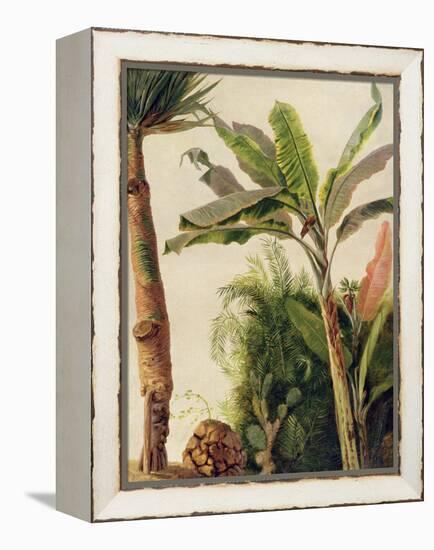 Banana Tree, C.1865-Frederic Edwin Church-Framed Premier Image Canvas