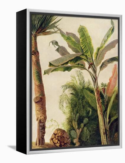 Banana Tree, C.1865-Frederic Edwin Church-Framed Premier Image Canvas