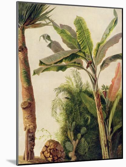 Banana Tree, C.1865-Frederic Edwin Church-Mounted Giclee Print