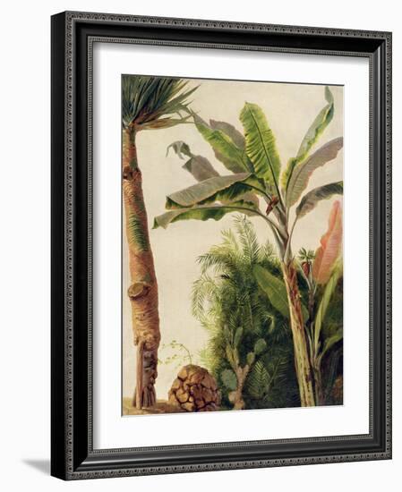 Banana Tree, C.1865-Frederic Edwin Church-Framed Giclee Print