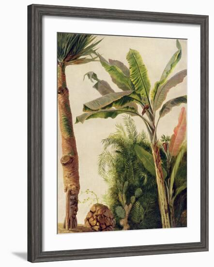 Banana Tree, C.1865-Frederic Edwin Church-Framed Giclee Print