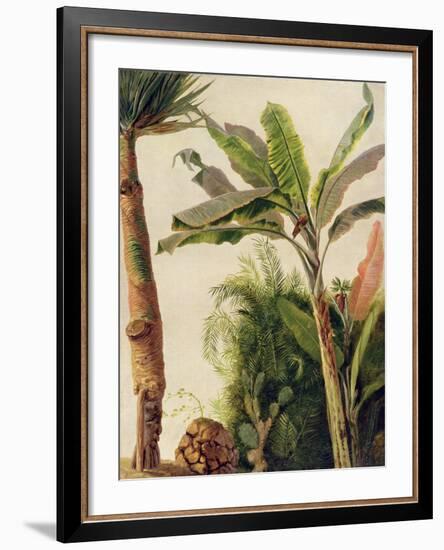 Banana Tree, C.1865-Frederic Edwin Church-Framed Giclee Print