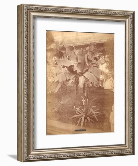 Banana Tree, Pennsylvania Centennial Exhibition, 1876-null-Framed Giclee Print