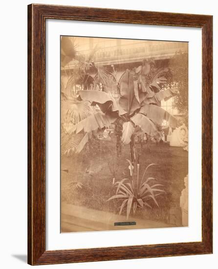 Banana Tree, Pennsylvania Centennial Exhibition, 1876-null-Framed Giclee Print