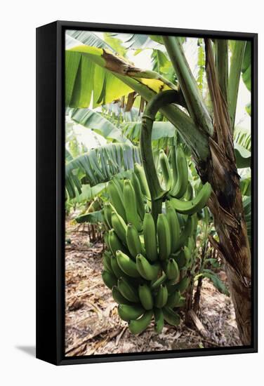 Banana Tree-David Nunuk-Framed Premier Image Canvas